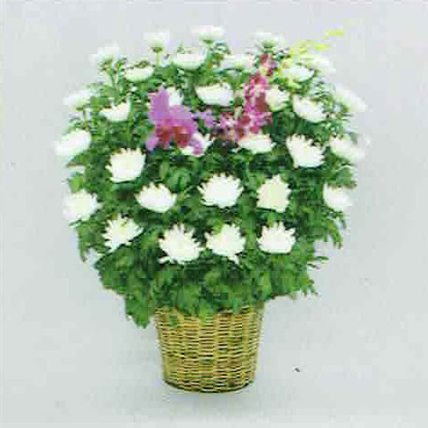 白菊タイプ