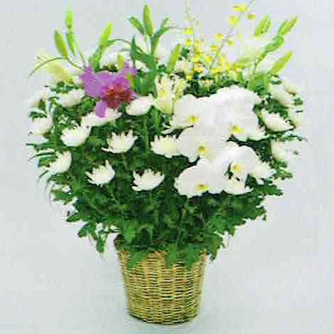 白菊タイプ